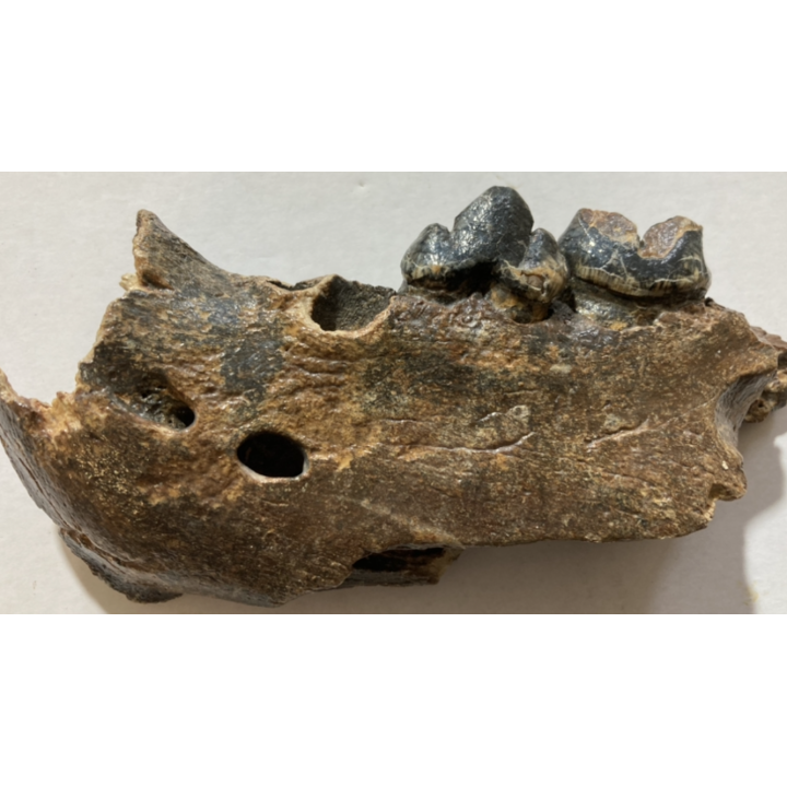 MACHOIRE De LION DES CAVERNES  Pléistocène  mer du nord