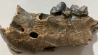 CAVERN BEAR JAW - Ursus spelaeus - Pléistocène  from  Europe.