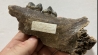 CAVERN BEAR JAW - Ursus spelaeus - Pléistocène  from  Europe.