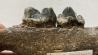 MACHOIRE De LION DES CAVERNES  Pléistocène  mer du nord