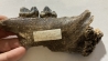 CAVERN BEAR JAW - Ursus spelaeus - Pléistocène  from  Europe.