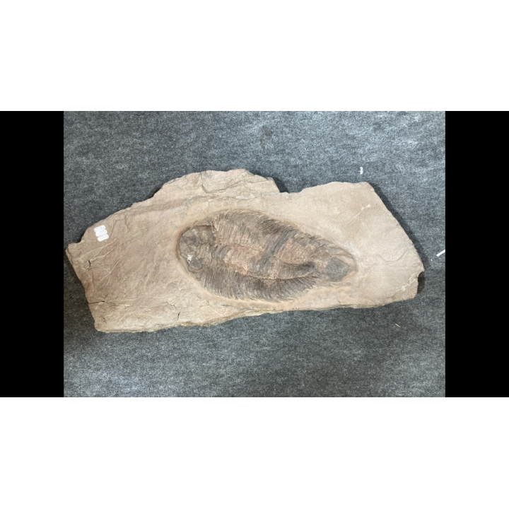 Lichas hispanicus tardus - ordovicien sup.  sandbien - Bou nemrou, Alnif, MAROC