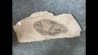 Lichas hispanicus tardus - ordovicien sup. sandbien - Bou nemrou, Alnif, MAROC