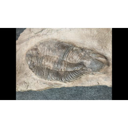 Lichas hispanicus tardus (Vela & Corbacho, 2009)  upper ordovician – sandbian -   Bou nemrou,  Alnif, MOROCCO