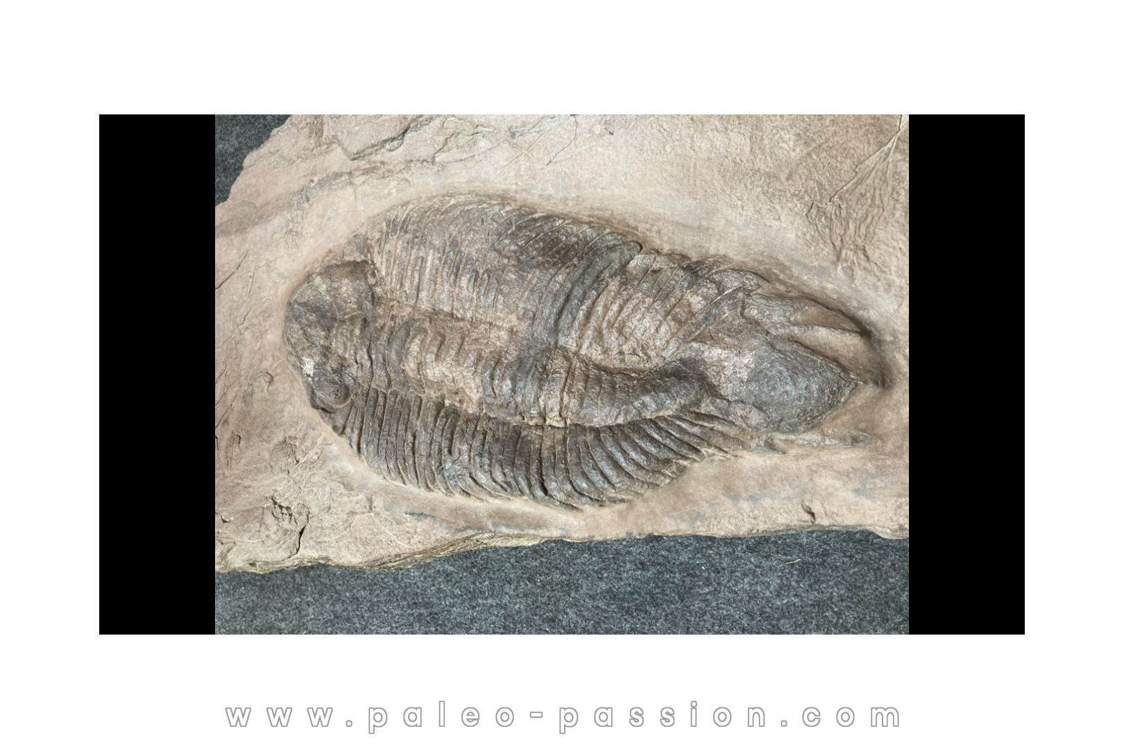 Lichas hispanicus tardus - ordovicien sup. sandbien - Bou nemrou, Alnif, MAROC