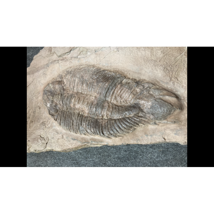 Lichas hispanicus tardus - ordovicien sup.  sandbien - Bou nemrou, Alnif, MAROC
