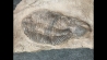 Lichas hispanicus tardus - ordovicien sup. sandbien - Bou nemrou, Alnif, MAROC