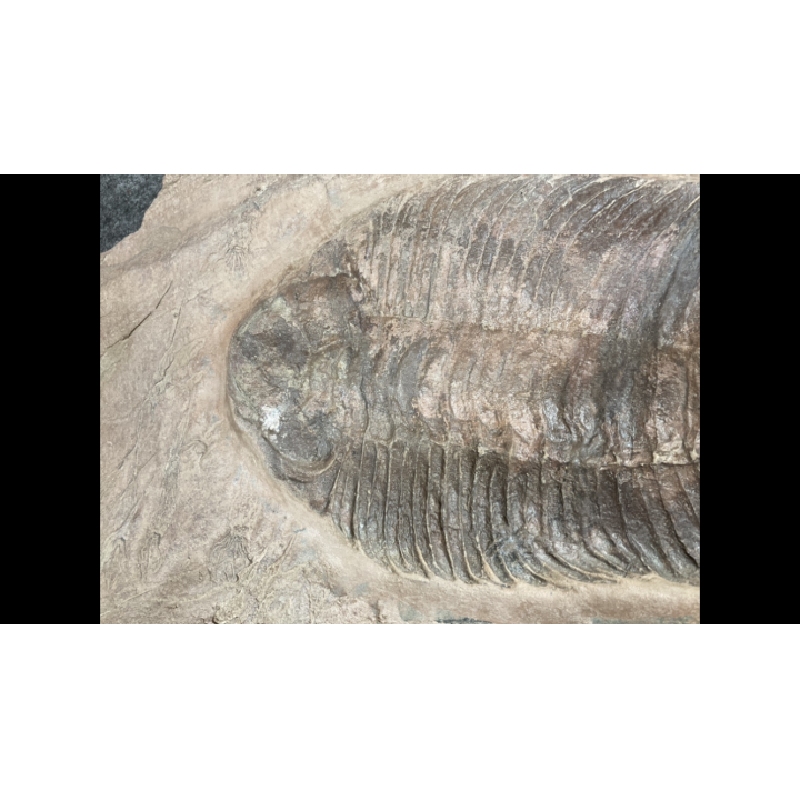 Lichas hispanicus tardus (Vela & Corbacho, 2009)  upper ordovician – sandbian -   Bou nemrou,  Alnif, MOROCCO