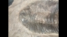Lichas hispanicus tardus - ordovicien sup. sandbien - Bou nemrou, Alnif, MAROC