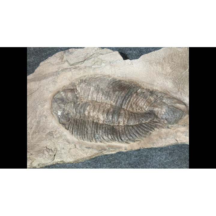 Lichas hispanicus tardus - ordovicien sup.  sandbien - Bou nemrou, Alnif, MAROC
