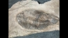 Lichas hispanicus tardus - ordovicien sup. sandbien - Bou nemrou, Alnif, MAROC