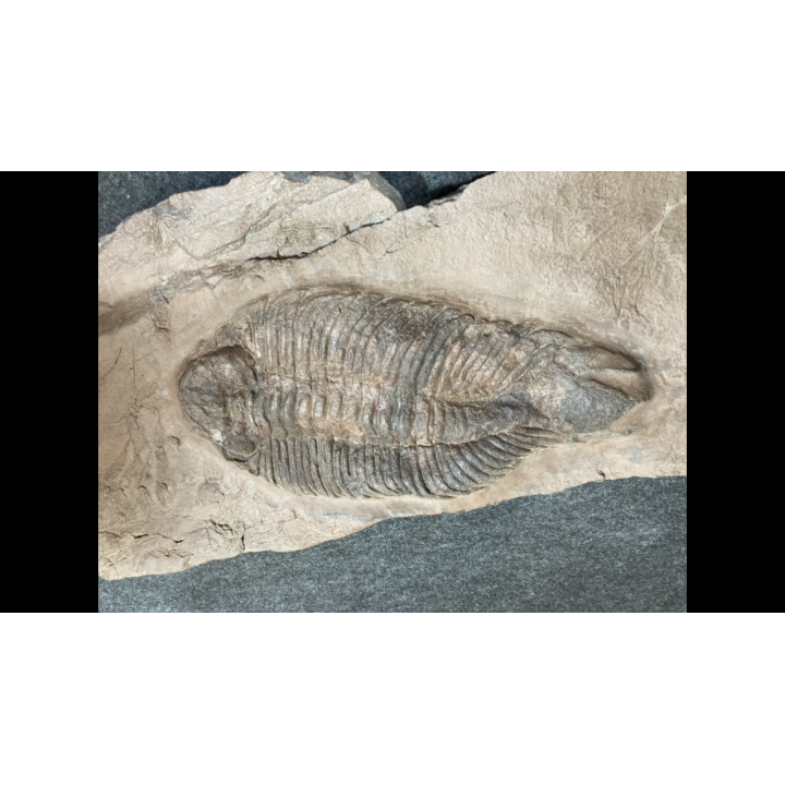 Lichas hispanicus tardus - ordovicien sup.  sandbien - Bou nemrou, Alnif, MAROC
