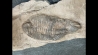 Lichas hispanicus tardus (Vela & Corbacho, 2009)  upper ordovician – sandbian -   Bou nemrou,  Alnif, MOROCCO