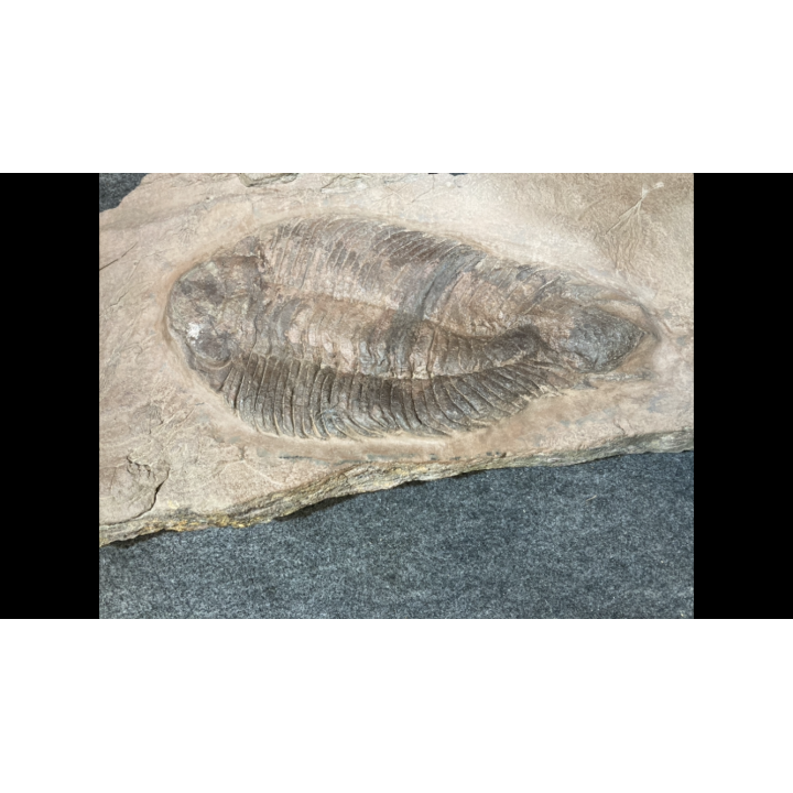 Lichas hispanicus tardus - ordovicien sup.  sandbien - Bou nemrou, Alnif, MAROC