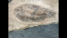 Lichas hispanicus tardus (Vela & Corbacho, 2009)  upper ordovician – sandbian -   Bou nemrou,  Alnif, MOROCCO