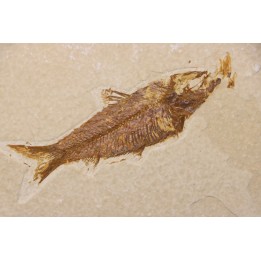KNIGHTIA EOCAENA