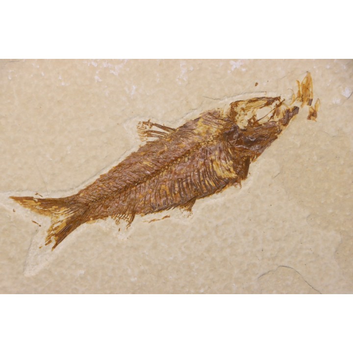 poisson fossile KNIGHTIA EOCAENA - WYOMING, USA