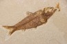 KNIGHTIA EOCAENA
