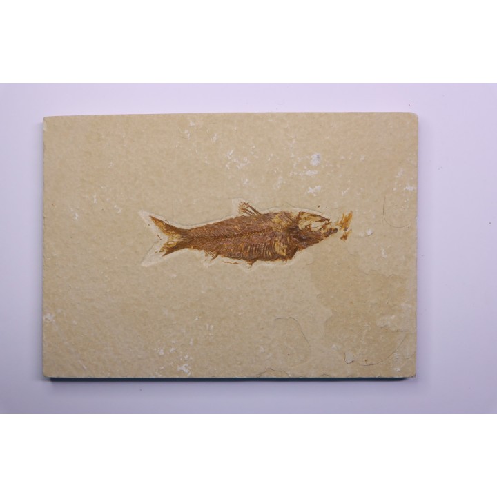 poisson fossile KNIGHTIA EOCAENA - WYOMING, USA