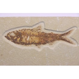 KNIGHTIA EOCAENA