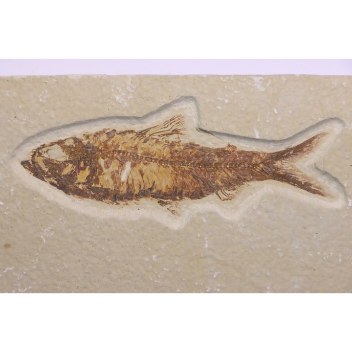 KNIGHTIA EOCAENA