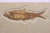 KNIGHTIA EOCAENA