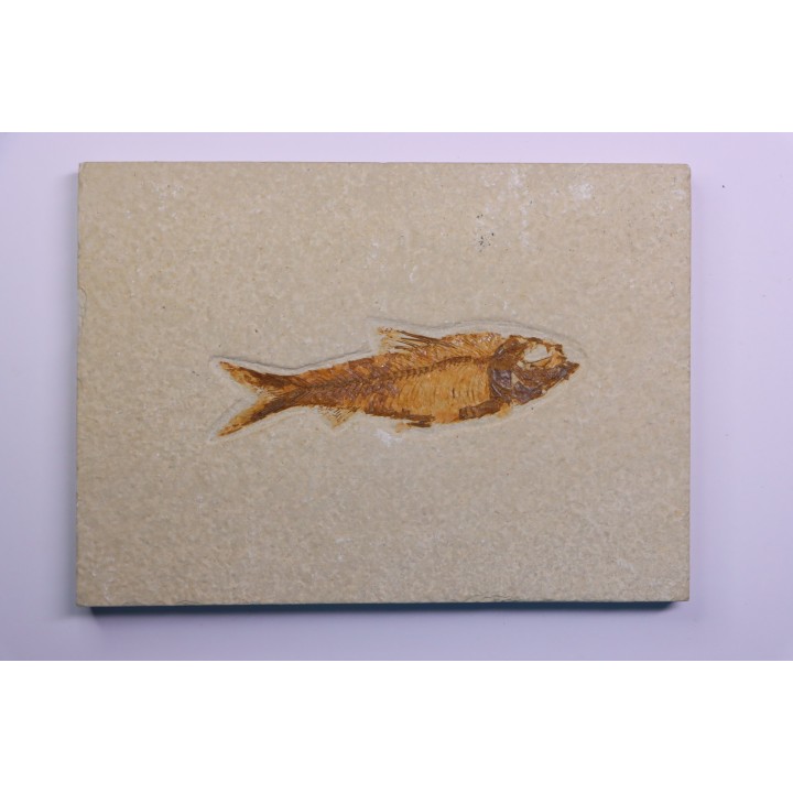 poisson fossile KNIGHTIA EOCAENA - WYOMING, USA
