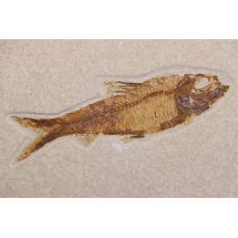 KNIGHTIA EOCAENA