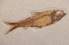 KNIGHTIA EOCAENA