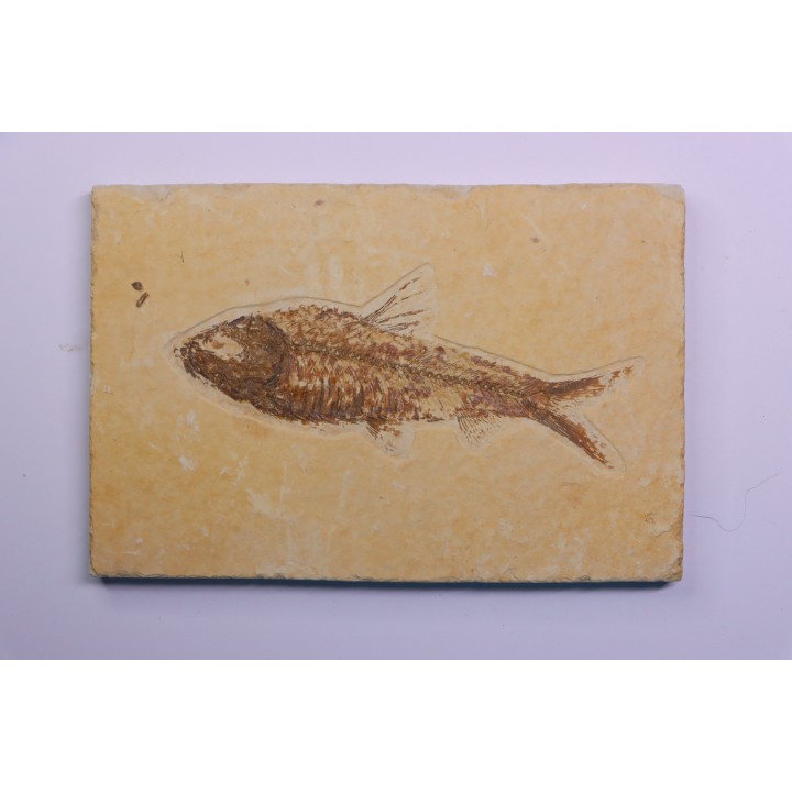 poisson fossile KNIGHTIA EOCAENA - WYOMING, USA