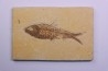 poisson fossile KNIGHTIA EOCAENA - WYOMING, USA