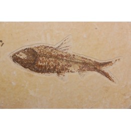 KNIGHTIA EOCAENA