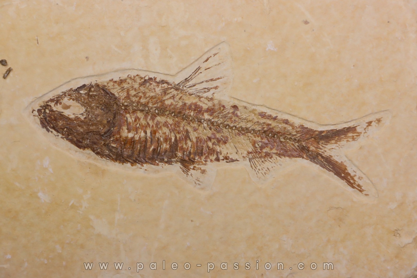 poisson fossile KNIGHTIA EOCAENA - WYOMING, USA