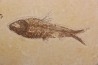 poisson fossile KNIGHTIA EOCAENA - WYOMING, USA
