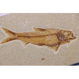 KNIGHTIA EOCAENA