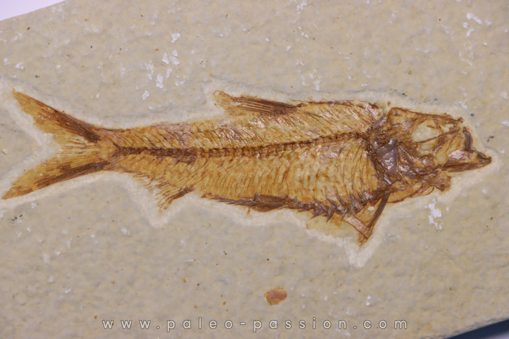 poisson fossile KNIGHTIA EOCAENA - WYOMING, USA