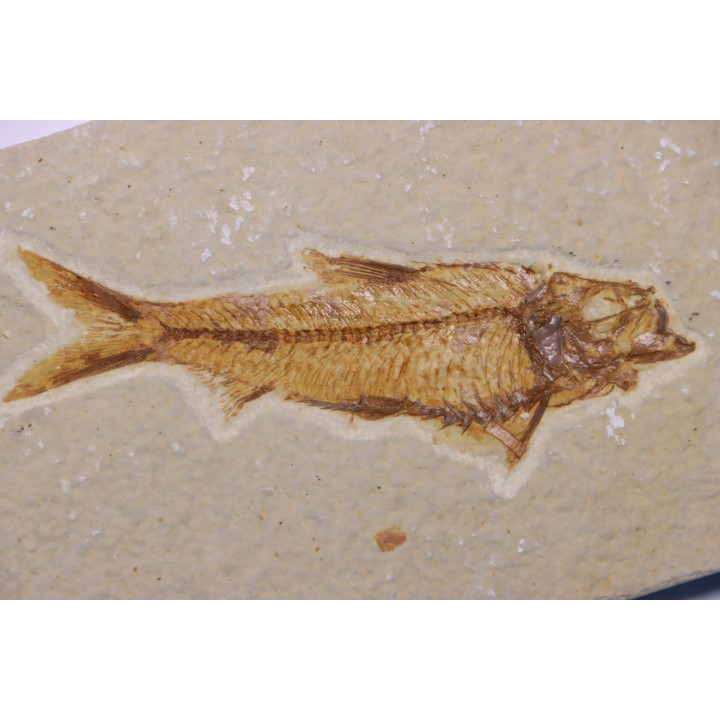 poisson fossile KNIGHTIA EOCAENA - WYOMING, USA