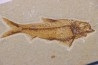 KNIGHTIA EOCAENA