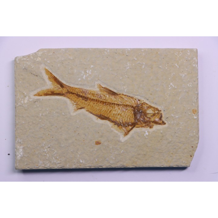 poisson fossile KNIGHTIA EOCAENA - WYOMING, USA