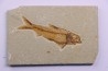 KNIGHTIA EOCAENA