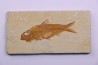 poisson fossile KNIGHTIA EOCAENA - WYOMING, USA