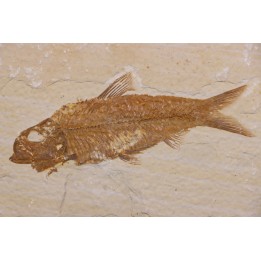 poisson fossile KNIGHTIA EOCAENA - WYOMING, USA