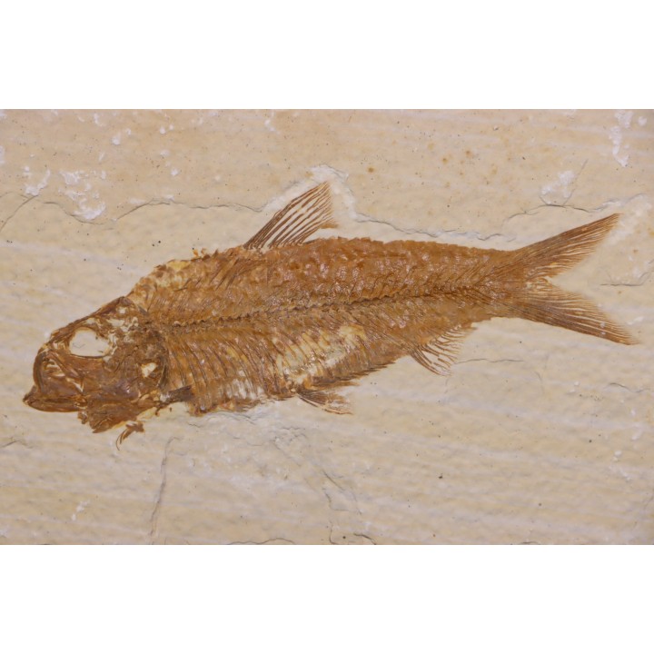 poisson fossile KNIGHTIA EOCAENA - WYOMING, USA