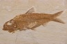 KNIGHTIA EOCAENA