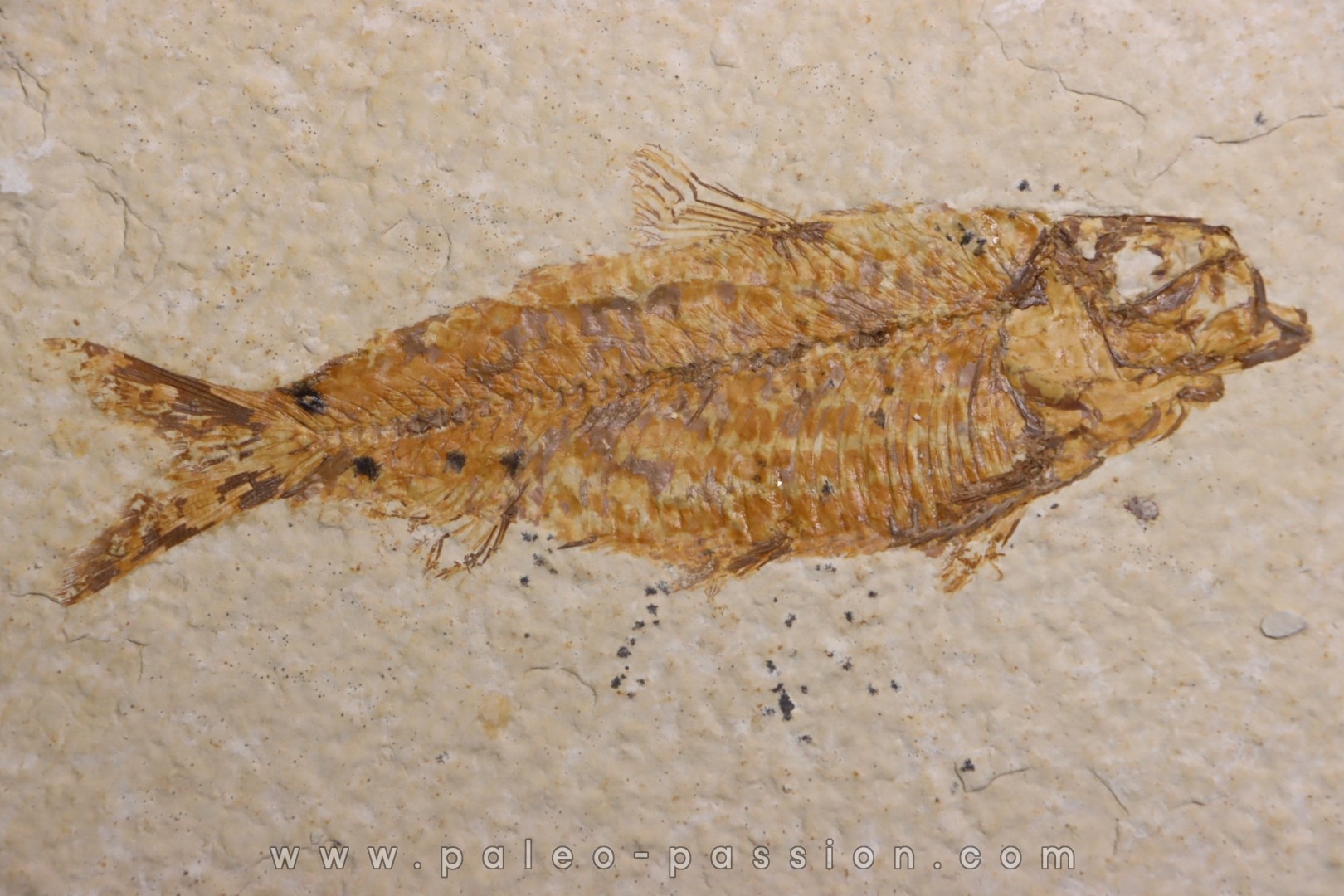 KNIGHTIA EOCAENA
