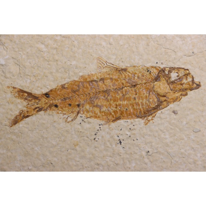 poisson fossile KNIGHTIA EOCAENA - WYOMING, USA