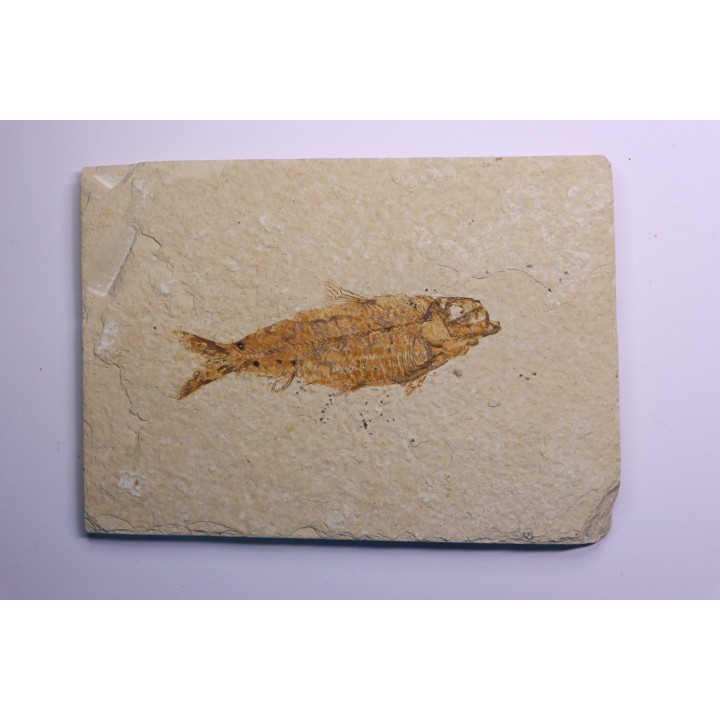 KNIGHTIA EOCAENA