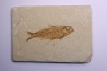 poisson fossile KNIGHTIA EOCAENA - WYOMING, USA