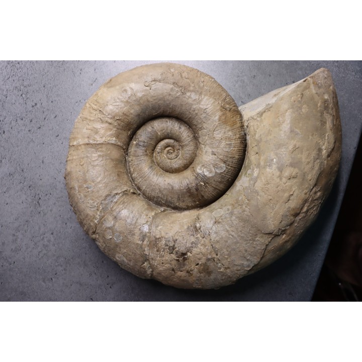 Lytoceras fimbriatum - Carixien - Fresnay le Puceux  - FRANCE