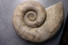 Lytoceras fimbriatum - Carixien - Fresnay le Puceux  - FRANCE